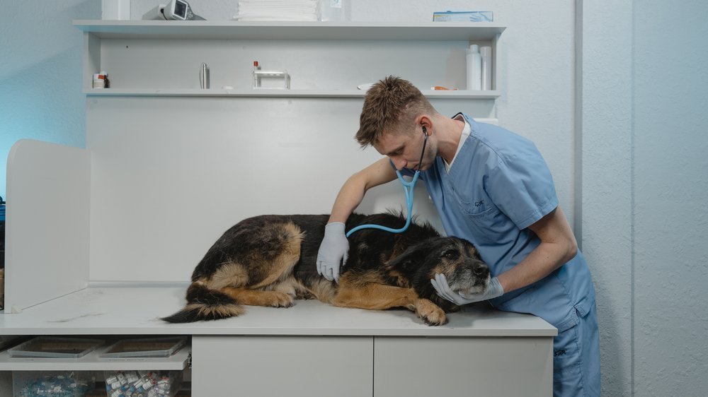 traumeel und zeel bei arthrose hund